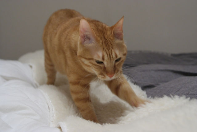 成猫がふみふみをするのは何故 ふみふみの時の謎の水滴にも迫ります