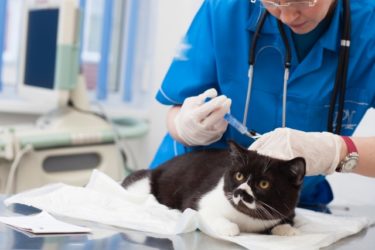 猫のワクチン接種は必要ですか？感染症とワクチン接種のリスクを比較する
