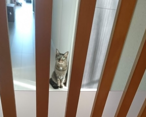 完全室内飼いなら猫扉は重要です！脱走で悲しい思いをしないために