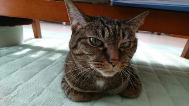 猫の抗議行動は何故起きる？抗議の種類から要求を理解する