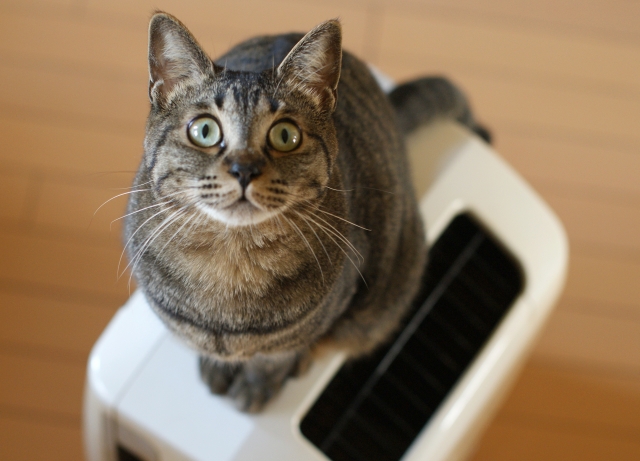 猫のニオイは気になる？来客時におすすめのお部屋の脱臭方法