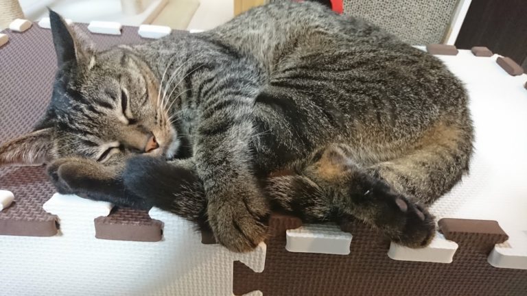 猫の体調管理と日常のケアで気を付けているポイント