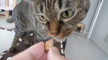 キャットフードを残す食の細い猫にひと工夫でゴハンを完食させる方法