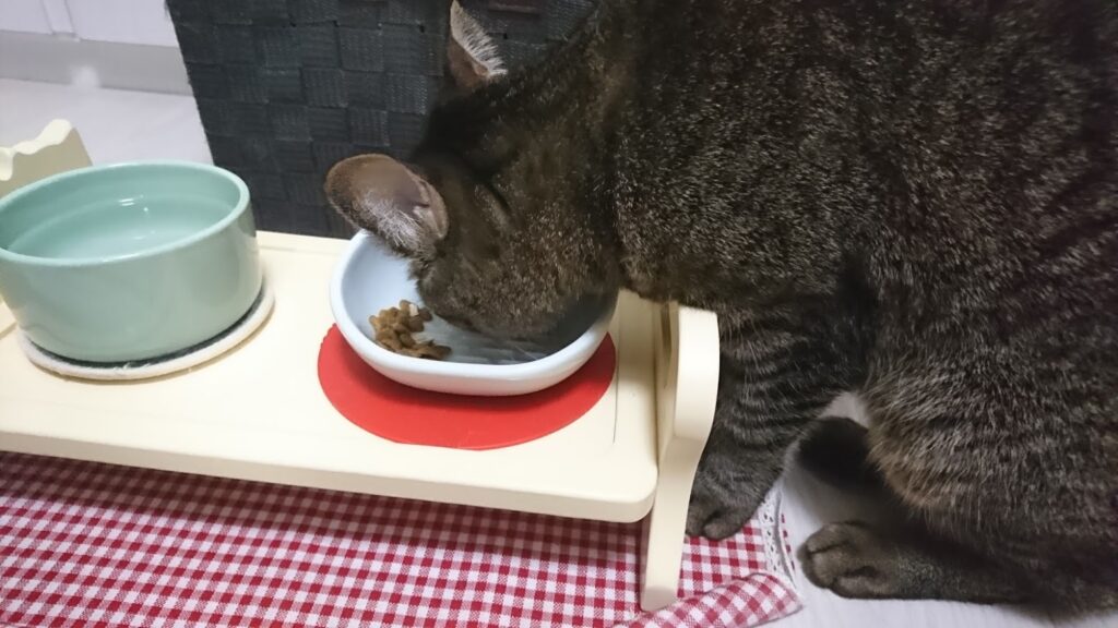 毎日何グラム食べてる？2.7キロの小柄な猫の食事量を記録してみたら・・