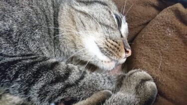 元野良猫の気になる古傷の状態を見てみました