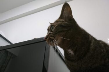 猫はどんな声に反応する？安心する声や警戒する声をまとめてみました