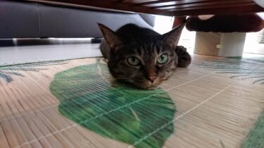 猫が最近吐く（嘔吐）ことが多くなってきたので原因を考えてみました