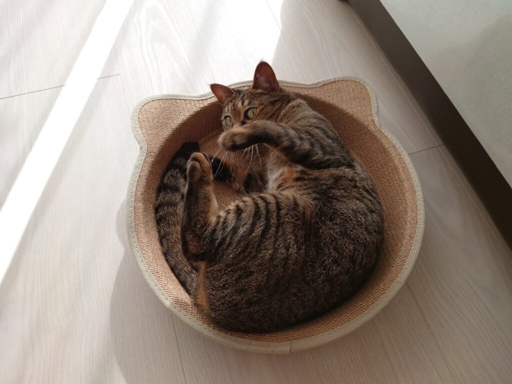 やっぱり鍋が好き 猫は何故鍋が好きなんでしょうか