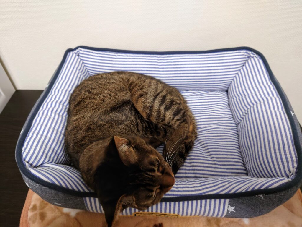 猫の吐く 嘔吐 原因は何だった 急激に増えていた吐く頻度が改善された３つのポイント