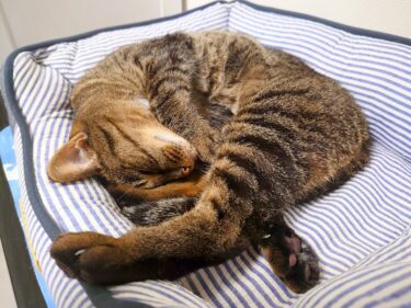 9回目の「うちの子記念日」を迎えました！