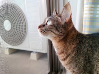 10歳（キジトラ）の誕生日を無事迎えました！変わらず元気です！