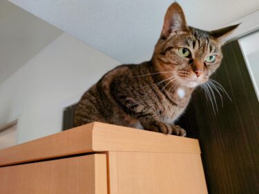 ニャルソックの習慣で気付いたこと