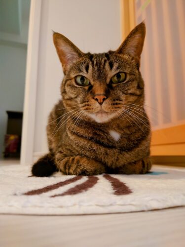 数字で振り返る元野良猫（キジトラ）9歳の1年間：体重、食事、行動などの変化を徹底分析！