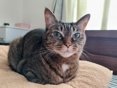 11歳（キジトラ）の誕生日を無事迎えました！変わらず元気です！