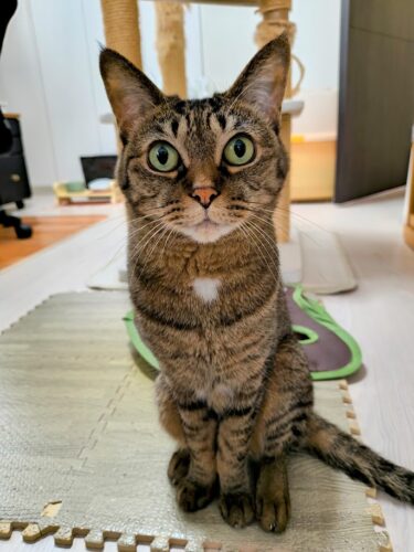 11回目の「うちの子記念日」を迎えました！！